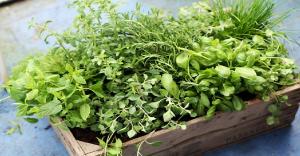 How to grow herbs inside